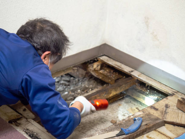 Best Home Mold Removal  in Fayetteville, NC