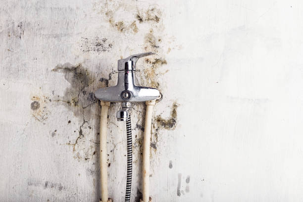 Best Professional Mold Removal  in Fayetteville, NC