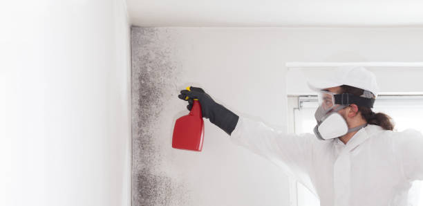 Best Attic Mold Removal  in Fayetteville, NC