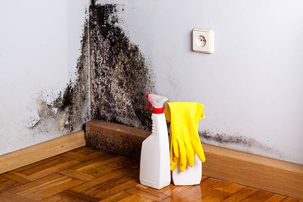 Mold Removal Process in Fayetteville, NC
