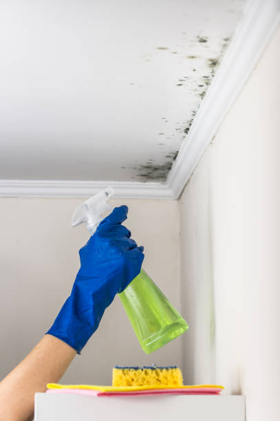 Best Same-Day Mold Removal  in Fayetteville, NC