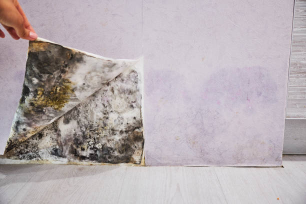  Fayetteville, NC Mold Removal Pros